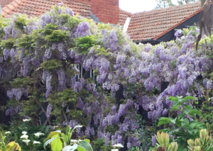 Wisteria in full bloom